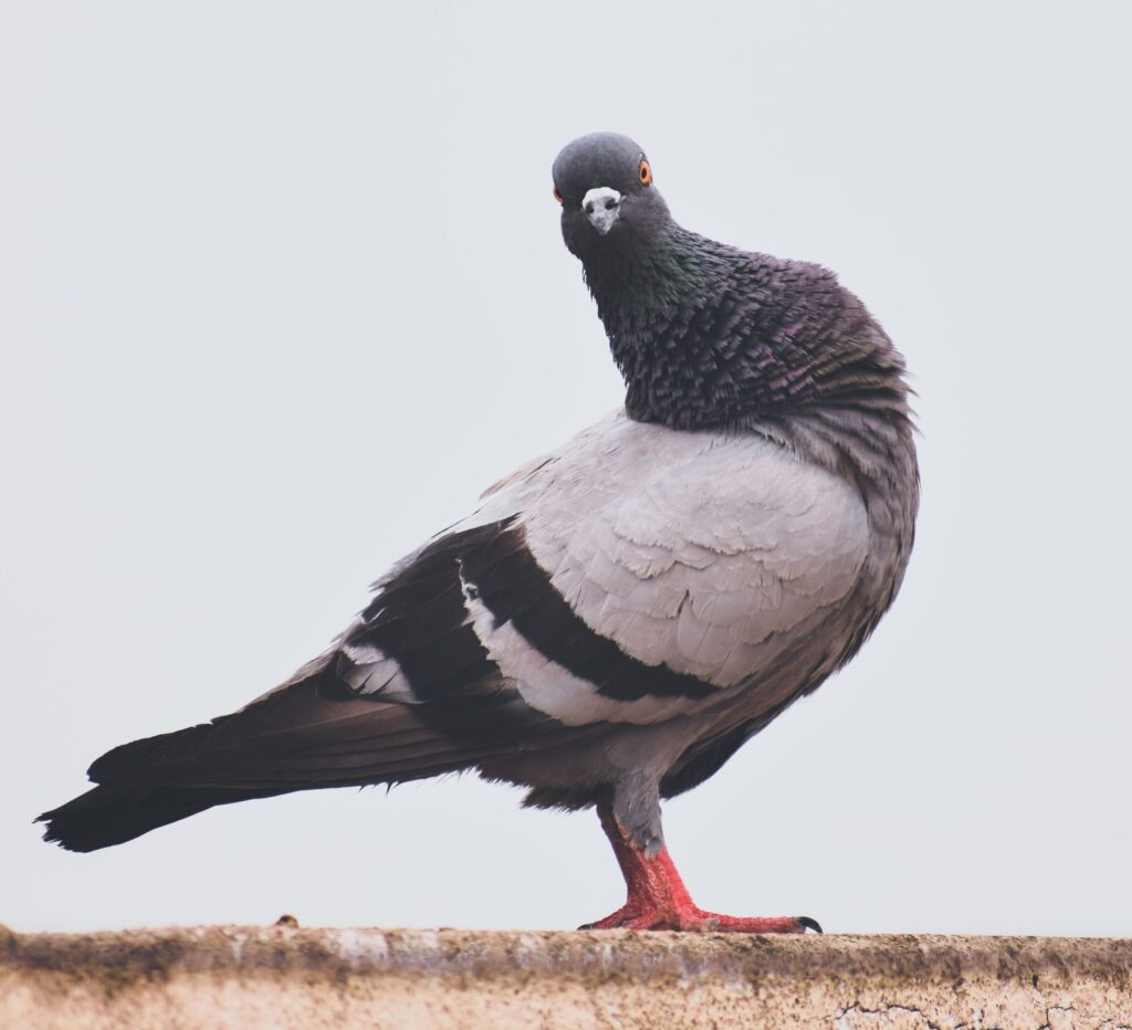 Why Pigeons at Rest Are at the Center of Complexity Theory 18 GettyImages 1321759523 9piTUp