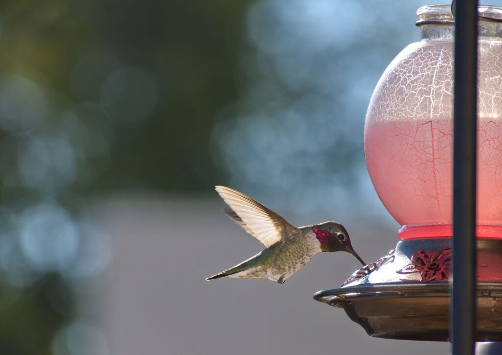 Hummingbirds Are Evolving to Adapt to Life With Humans 19 GettyImages 1448551829 WiwzJ3