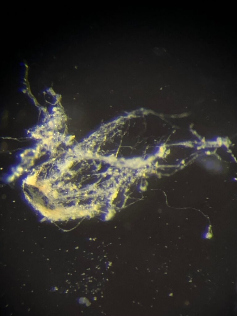 Scientists Have Just Discovered a New Type of Electricity-Conducting Bacteria 14 IMG 0335202 vLP3Kh
