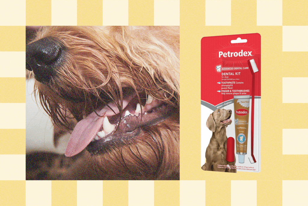 Do20You20Really20Need20to20Brush20Your20Pets20Teeth 0lZh0g