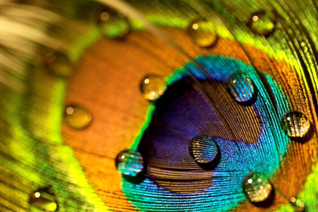 Peacock Feathers Are Stunning. They Can Also Emit Laser Beams 17 Peacock Feathers Stunning Can Emit Laser Beams Science 465851414 KrLEVv