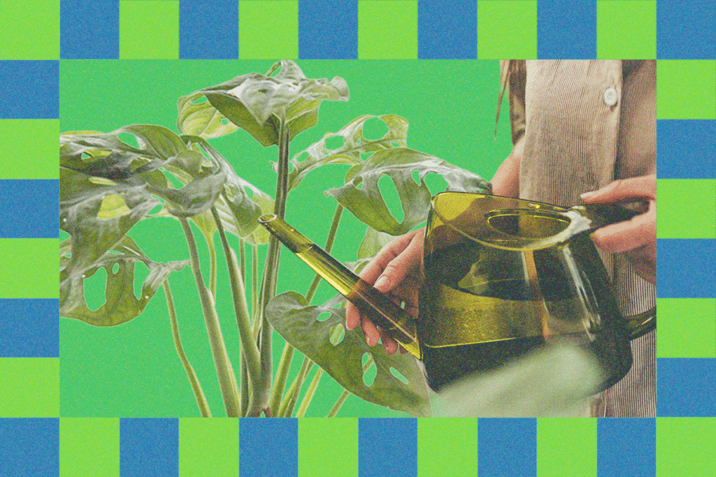 Winter20Is20Coming.20Heres20How20to20Keep20Your20Houseplants20Alive JQMnED