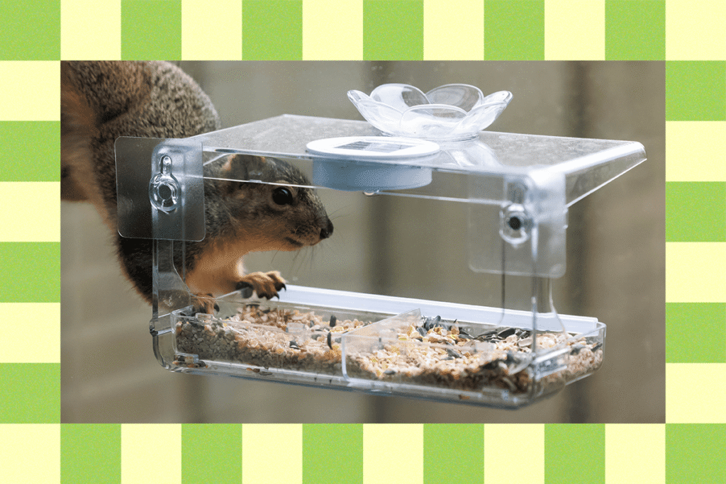 How to Keep Squirrels Off Bird Feeders (2025) 12 How20to20Keep20Squirrels20Off20Bird20Feeders 8AG7QW