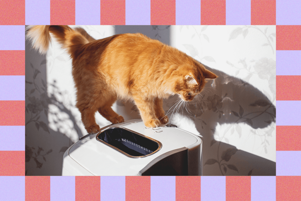 How20to20Live20With20a20Cat20if20Youre20Allergic 81EoSN