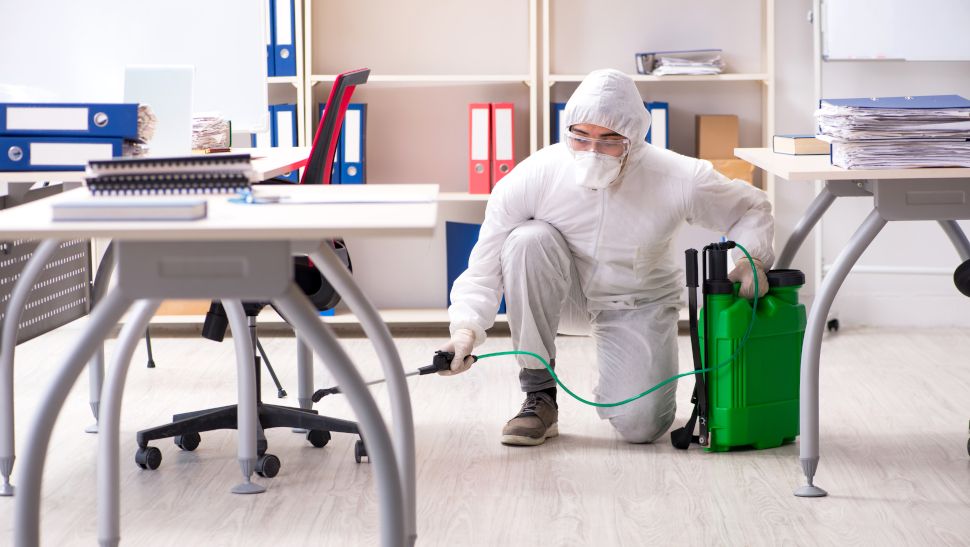 Google's New York office has a major bug problem - just not the kind you might think 16 Rc96p5ZAxDC9Uj8xkrsqFD 1280 80 m5Epiv